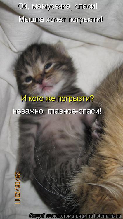 Котоматрица: Ой, мамусечка, спаси! Мышка хочет погрызти! И кого же погрызти? неважно, главное-спаси!