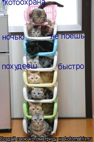 Котоматрица: ночью не поешь похудееш быстро *котоохрана