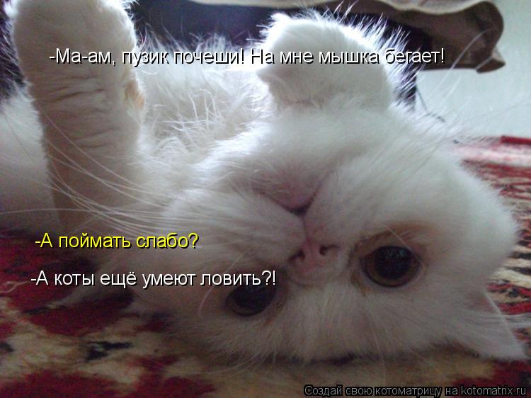 Котоматрица: -Ма-ам, пузик почеши! На мне мышка бегает! -А поймать слабо? -А коты ещё умеют ловить?!
