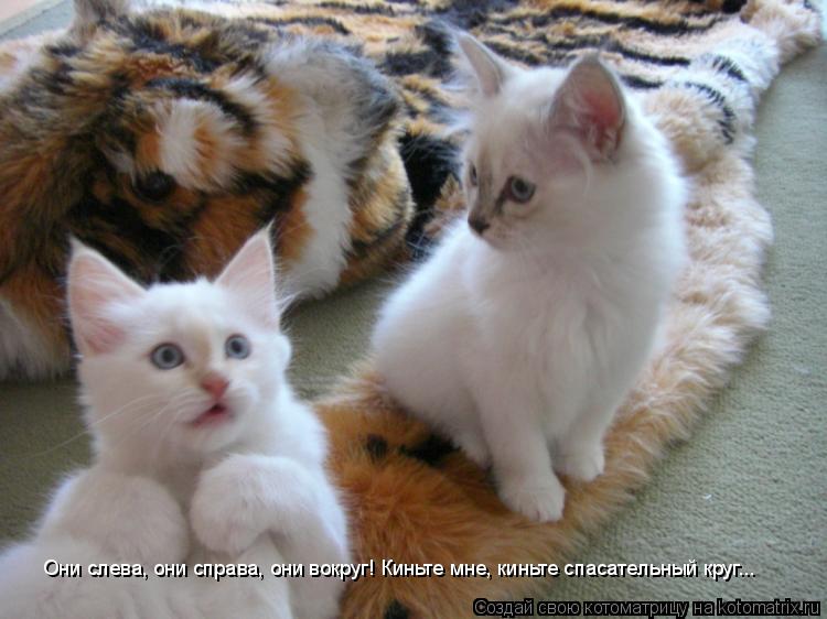 Котоматрица: Они слева, они справа, они вокруг! Киньте мне, киньте спасательный круг...