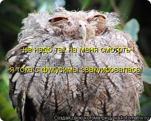 Котоматрица: -не надо так на меня смотрть ! -я тока с фукусимы эвакуировалась!