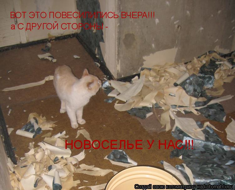 Котоматрица: ВОТ ЭТО ПОВЕСИЛИЛИСЬ ВЧЕРА!!! а С ДРУГОЙ СТОРОНЫ -  НОВОСЕЛЬЕ У НАС!!!