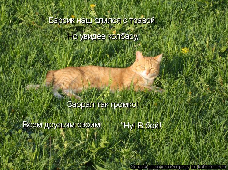 Котоматрица: Барсик наш слился с травой, Но увидев колбасу, "Ну! В бой! Всем друзьям своим: Заорал так громко!