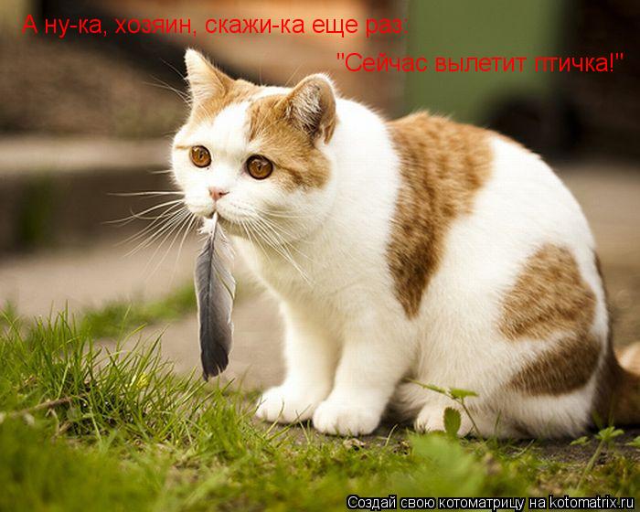 А ну-ка, хозяин, скажи-ка еще раз: "Сейчас вылетит птичка!"... Котоматрица: А ну-ка, хозяин, скажи-ка еще раз: "Сейчас вылетит птичка!"