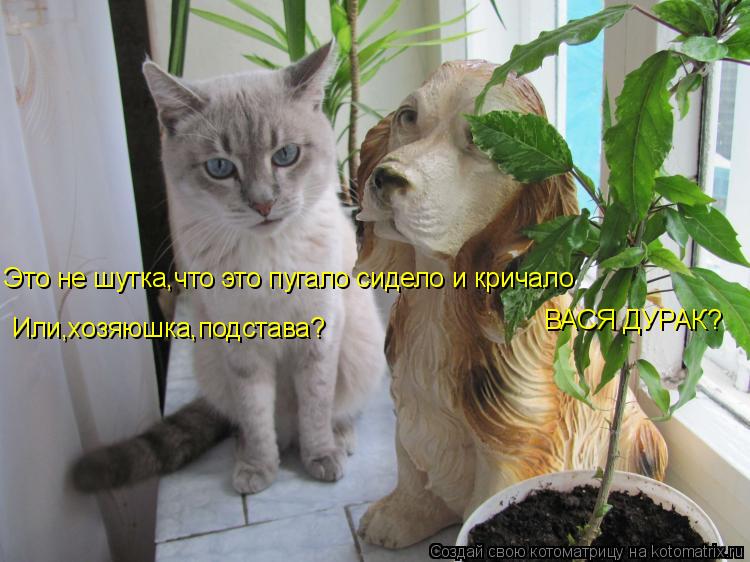 Это не шутка,что это пугало сидело и кричало ВАСЯ ДУРАК? Или,хозяюшка,подстава?... Котоматрица: Это не шутка,что это пугало сидело и кричало ВАСЯ ДУРАК? Или,хозяюшка,подстава?