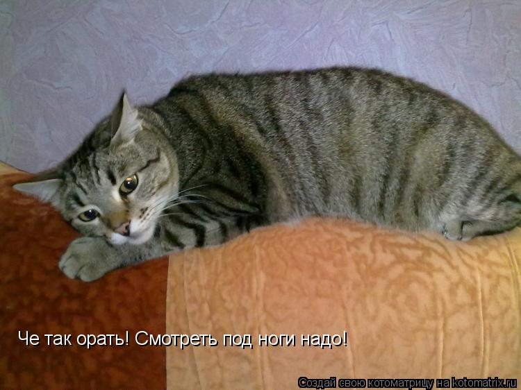 Че так орать! Смотреть под ноги надо!... Котоматрица: Че так орать! Смотреть под ноги надо!