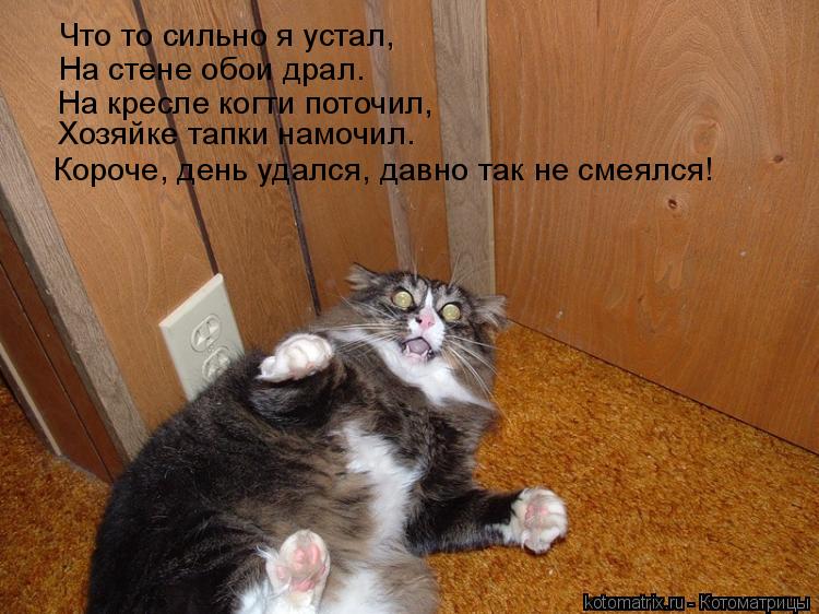 Что то сильно я устал, На стене обои драл. На кресле когти поточил, Хозяйке тапки намочил. Короче, де... Котоматрица: Что то сильно я устал, На стене обои драл. На кресле когти поточил, Хозяйке тапки намочил. Короче, день удался, давно так не смеялся!