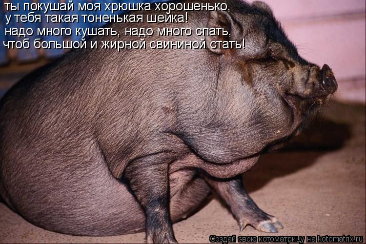 ты покушай моя хрюшка хорошенько, у тебя такая тоненькая шейка! надо много кушать, надо много спать, ... Котоматрица: ты покушай моя хрюшка хорошенько, у тебя такая тоненькая шейка! надо много кушать, надо много спать, чтоб большой и жирной свининой стать!