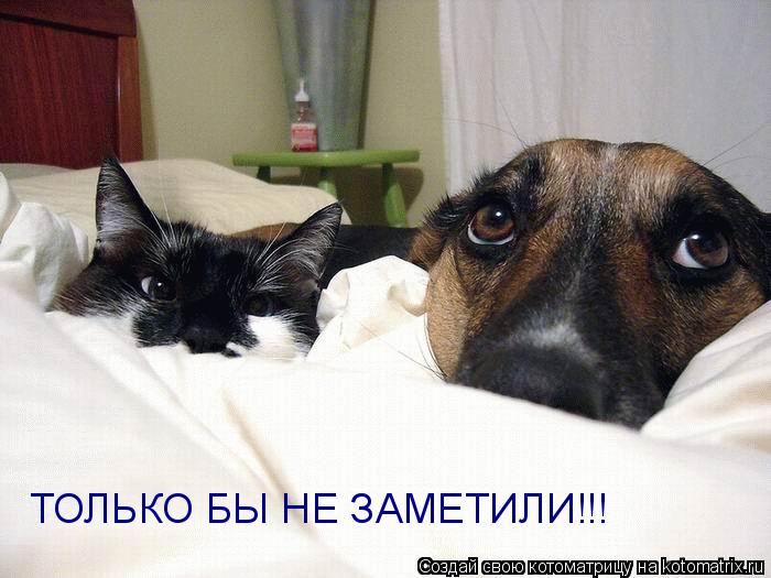 ТОЛЬКО БЫ НЕ ЗАМЕТИЛИ!!!... Котоматрица: ТОЛЬКО БЫ НЕ ЗАМЕТИЛИ!!!