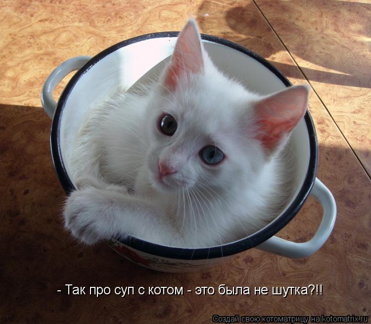 - Так про суп с котом - это была не шутка?!!... Котоматрица: - Так про суп с котом - это была не шутка?!!
