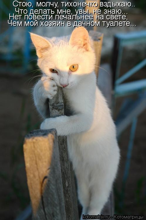 Стою, молчу, тихонечко вздыхаю.. Что делать мне, увы, не знаю... Нет повести печальнее на свете, Чем ... Котоматрица: Стою, молчу, тихонечко вздыхаю.. Что делать мне, увы, не знаю... Нет повести печальнее на свете, Чем мой хозяин в дачном туалете...