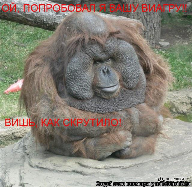 Котоматрица: ОЙ, ПОПРОБОВАЛ Я ВАШУ ВИАГРУ!! ВИШЬ, КАК СКРУТИЛО!