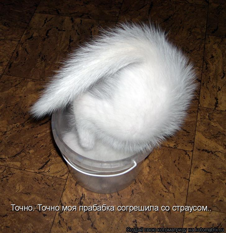 Точно. Точно моя прабабка согрешила со страусом..... Котоматрица: Точно. Точно моя прабабка согрешила со страусом..