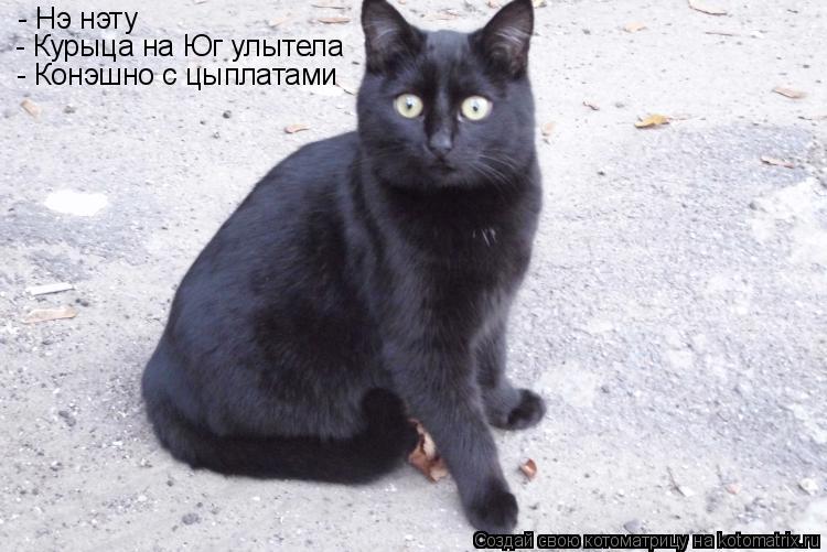 - Нэ нэту - Курыца на Юг улытела - Конэшно с цыплатами... Котоматрица: - Нэ нэту - Курыца на Юг улытела - Конэшно с цыплатами