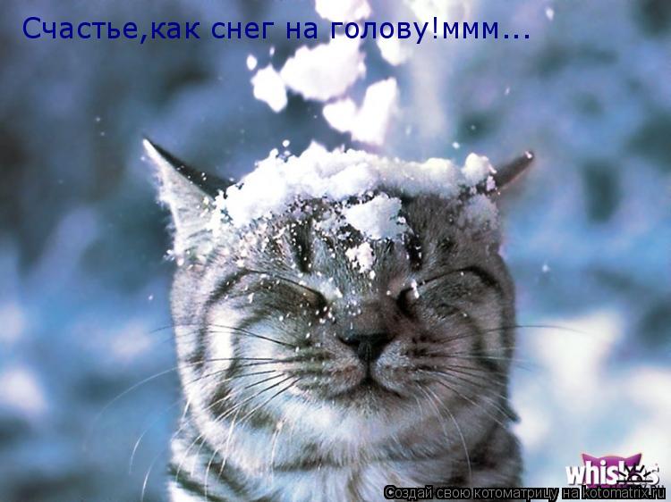 Счастье,как снег на голову!ммм...... Котоматрица: Счастье,как снег на голову!ммм...