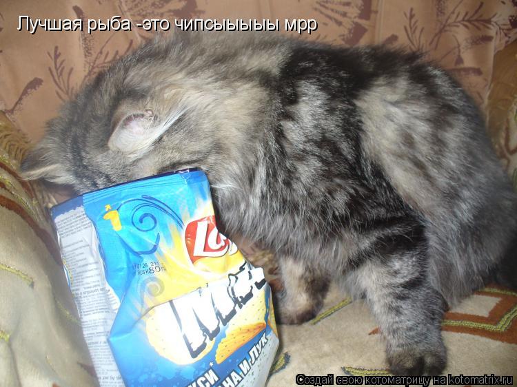 Лучшая рыба -это чипсыыыыы мрр... Котоматрица: Лучшая рыба -это чипсыыыыы мрр