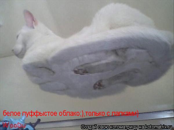 белое пуффыстое облако;),только с лапками)... Котоматрица: белое пуффыстое облако;),только с лапками)