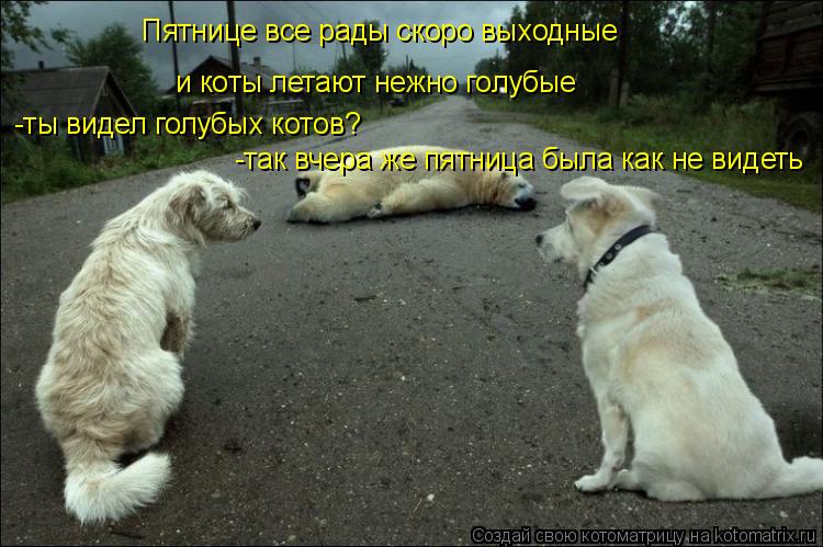 Котоматрица: Пятнице все рады скоро выходные  и коты летают нежно голубые -ты видел голубых котов? -так вчера же пятница была как не видеть
