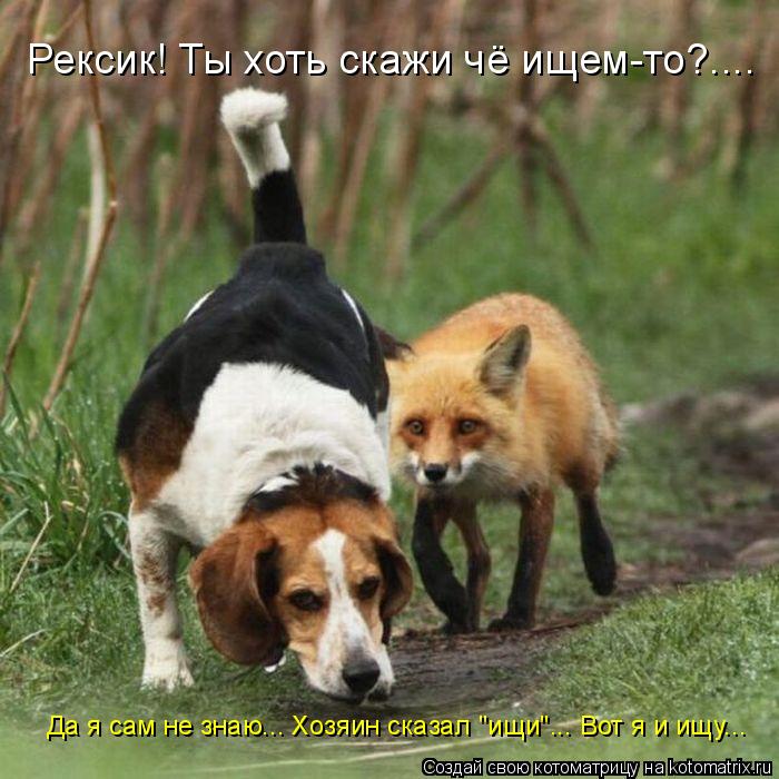 Рексик! Ты хоть скажи чё ищем-то?.... Да я сам не знаю... Хозяин сказал "ищи"... Вот я и ищу...... Котоматрица: Рексик! Ты хоть скажи чё ищем-то?.... Да я сам не знаю... Хозяин сказал "ищи"... Вот я и ищу...