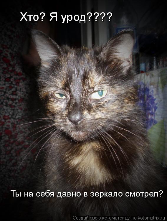 Хто? Я урод???? Ты на себя давно в зеркало смотрел?... Котоматрица: Хто? Я урод???? Ты на себя давно в зеркало смотрел?