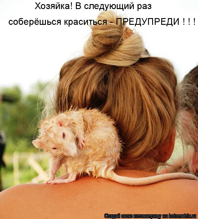Хозяйка! В следующий раз соберёшься краситься - ПРЕДУПРЕДИ ! ! !... Котоматрица: Хозяйка! В следующий раз соберёшься краситься - ПРЕДУПРЕДИ ! ! !