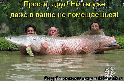 Котоматрица: Прости, друг! Но ты уже  даже в ванне не помещаешься!