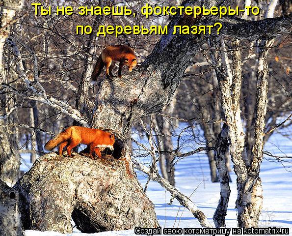 Котоматрица: Ты не знаешь, фокстерьеры-то  по деревьям лазят?