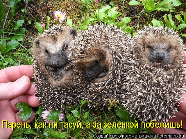Котоматрица: Парень, как ни тасуй, а за зеленкой побежишь!