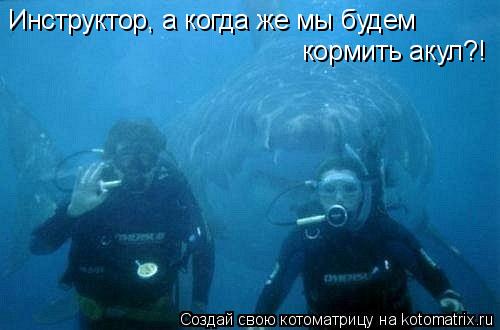 Инструктор, а когда же мы будем кормить акул?!... Котоматрица: Инструктор, а когда же мы будем кормить акул?!