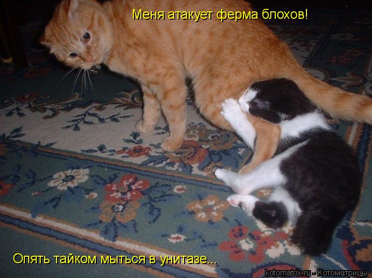 Меня атакует ферма блохов! Опять тайком мыться в унитазе Меня атакует ферма блохов! Опять тайком мы... Котоматрица: Меня атакует ферма блохов! Опять тайком мыться в унитазе Меня атакует ферма блохов! Опять тайком мыться в унитазе...