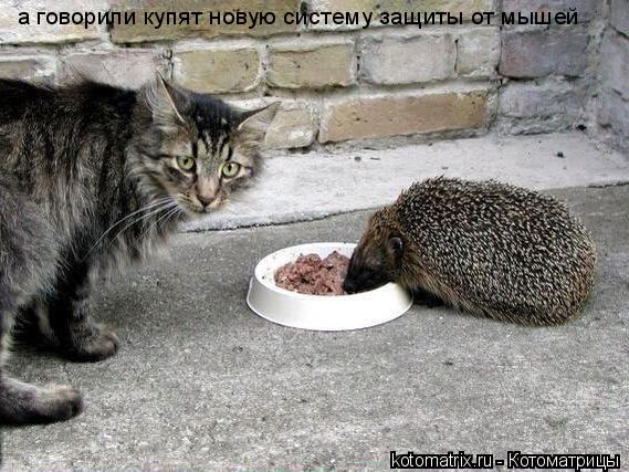 Котоматрица: а говорили купят новую систему защиты от мышей
