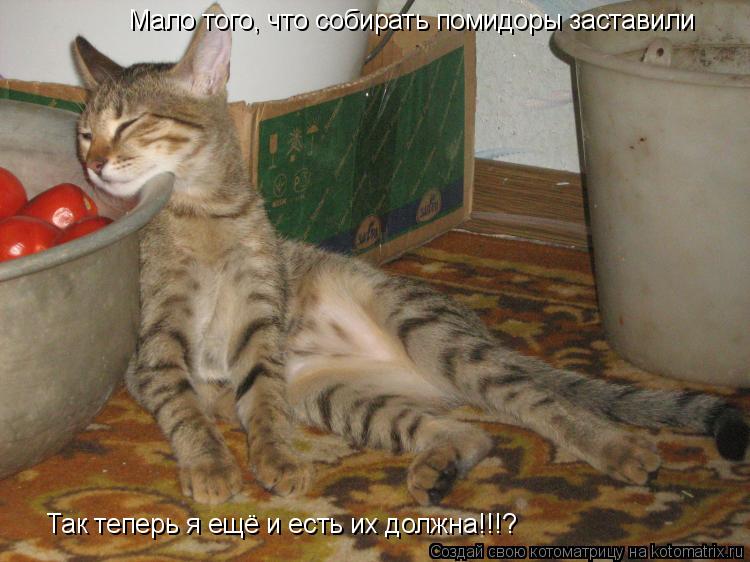 Котоматрица: Мало того, что собирать помидоры заставили Так теперь я ещё и есть их должна!!!?