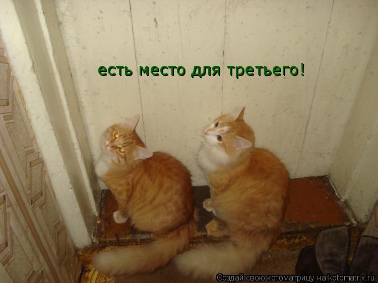 Котоматрица: есть место для третьего!