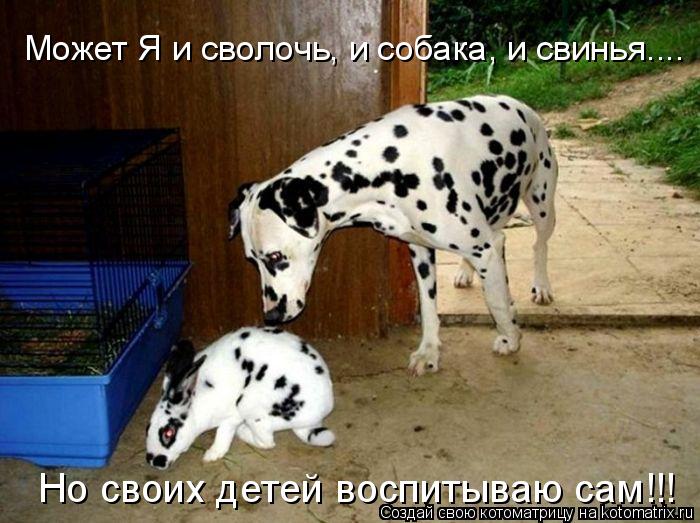 Может Я и сволочь, и собака, и свинья.... Но своих детей воспитываю сам!!!... Котоматрица: Может Я и сволочь, и собака, и свинья.... Но своих детей воспитываю сам!!!