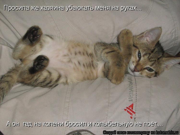 Котоматрица: А он  гад на колени бросил и колыбельную не поёт.... Просила же хазяина убаюкать меня на руках...