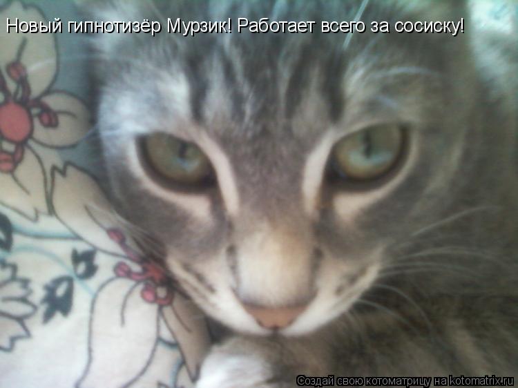 Котоматрица: Новый гипнотизёр Мурзик! Работает всего за сосиску!
