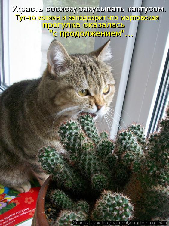 Котоматрица: Тут-то хозяин и заподозрит,что мартовская  прогулка оказалась  "с продолжением"... Украсть сосиску,закусывать кактусом.