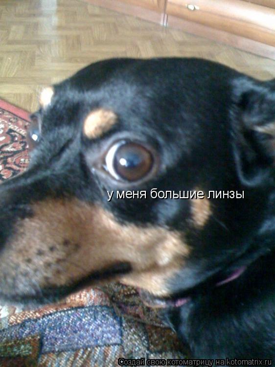 Котоматрица: у меня большие линзы
