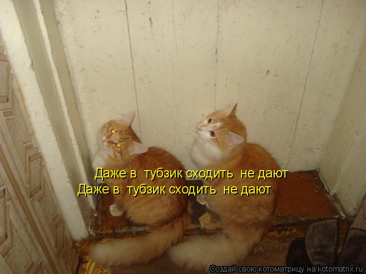 Котоматрица: Даже в  тубзик сходить  не дают  Даже в  тубзик сходить  не дают