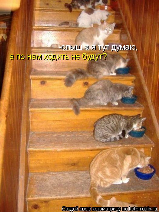 Котоматрица: -слыш а я тут думаю, а по нам ходить не будут?