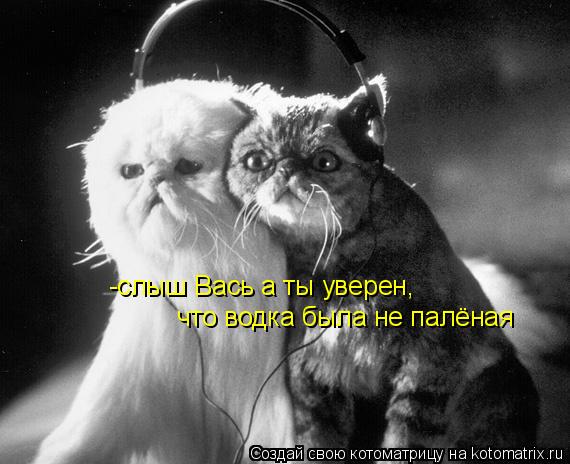 Котоматрица: -слыш Вась а ты уверен, что водка была не палёная