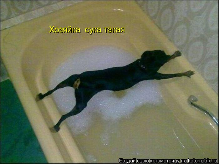 Котоматрица: Хозяйка  сука такая