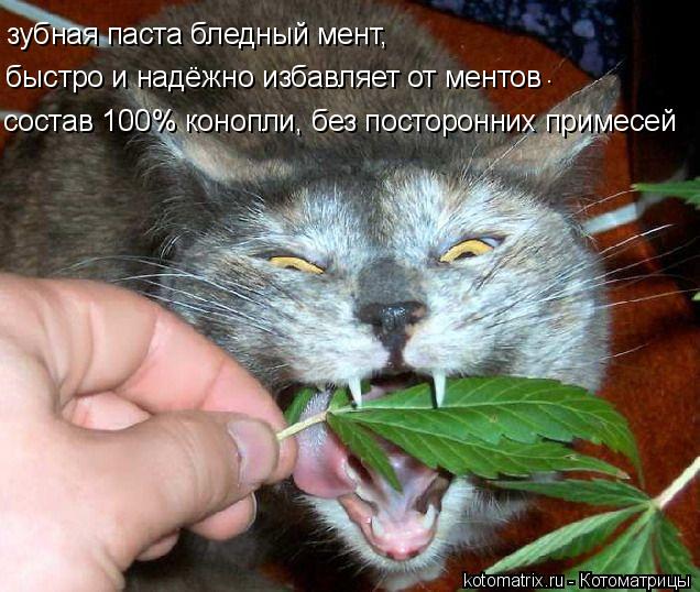 Котоматрица: зубная паста бледный мент, быстро и надёжно избавляет от ментов . состав 100% конопли, без посторонних примесей