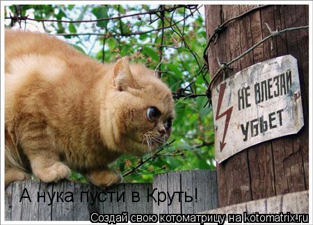 Котоматрица: А нука пусти в Круть!