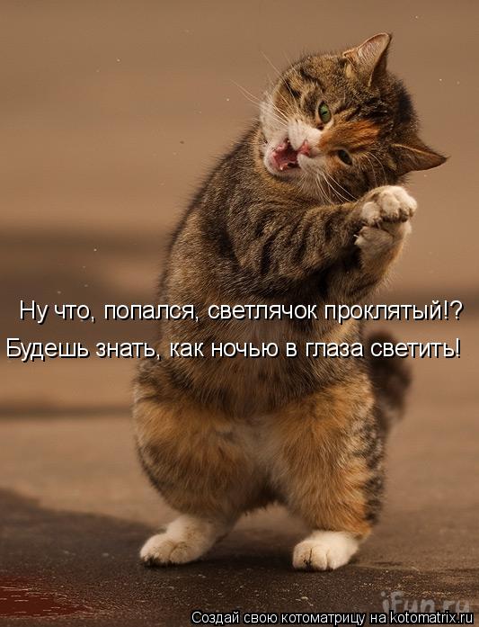 Котоматрица: Ну что, попался, светлячок проклятый!? Будешь знать, как ночью в глаза светить!