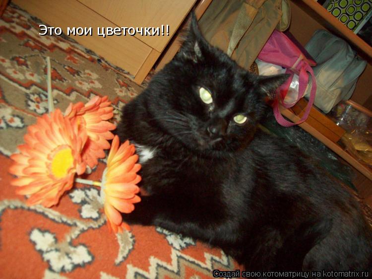 Котоматрица: Это мои цветочки!!