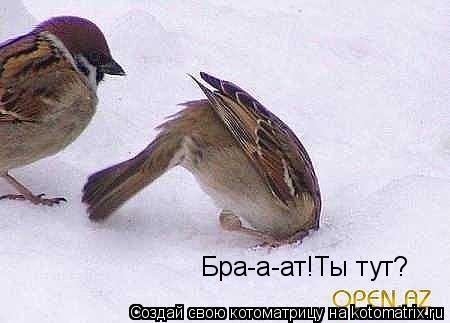 Котоматрица: Бра-а-ат!Ты тут?