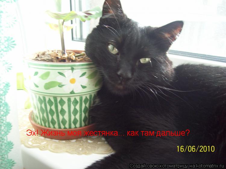 Котоматрица: Эх! Жизнь моя жестянка... как там дальше?