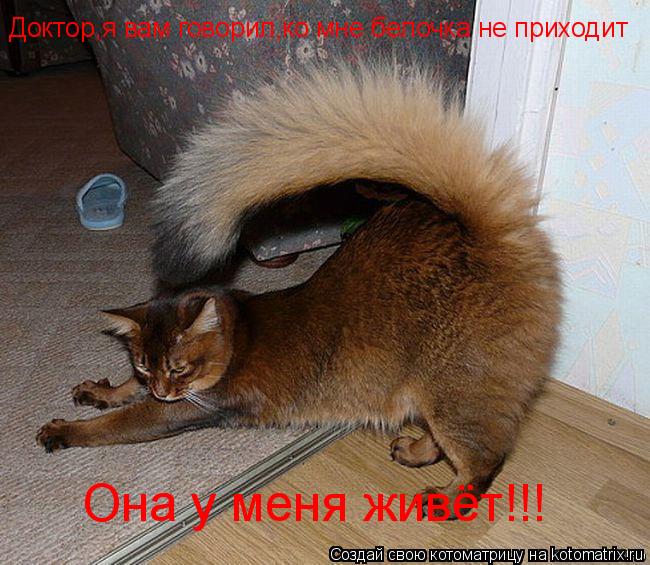 Котоматрица: Доктор,я вам говорил,ко мне белочка не приходит Она у меня живёт!!!