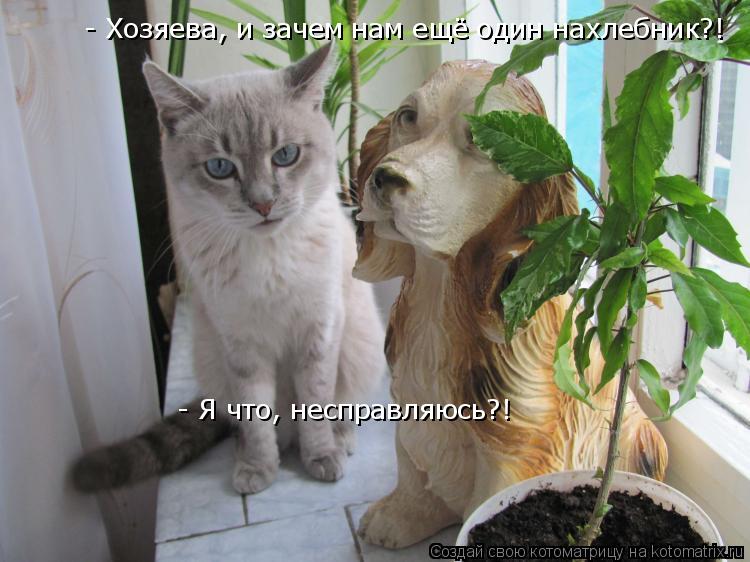Котоматрица: - Хозяева, и зачем нам ещё один нахлебник?!  - Я что, несправляюсь?!